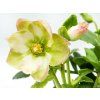 Helleborus Christmas Carol (2)