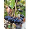 Aronia Galicjanka (2)