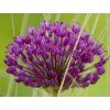 38106 purple sensation