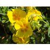 Helianthemum Golden Queen (1)