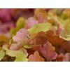 marmelade