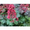 Dlužicha 'Paris' - Heuchera 'Paris' (Balení kontejner p11)