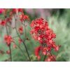 Dlužicha krvavá 'Ruby Bells' - Heuchera sanguinea 'Ruby Bells' (Balení kontejner p11)