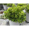 origanum vulgare