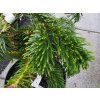 44337 jedle kavkazska robusta