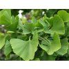 Ginkgo biloba