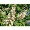 aesculus