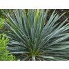 yucca2
