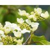 Viburnum plicatum 'Lanarth'