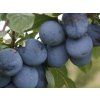 62958 svestka tophit