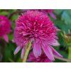 Echinacea Butterfly Kisses 2