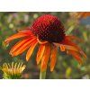 Echinacea Flammenwerfer (2)
