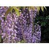 66801 3 royal purple