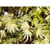 Acer Ukigumo