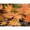 uki 2