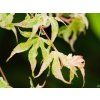 Acer Ukigumo (2)