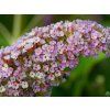 lavendera