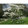 cornus florida2