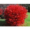 fire ball2