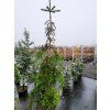 Abies nordmanniana 'Pendula' (3)