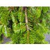 Abies nordmanniana 'Pendula' (4)