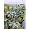 Abies procera 'Glauca' (4)
