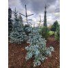 Abies procera Glauca