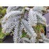 Abies procera 'Glauca' (3)