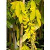 Laburnum alpinum Aureum (1)