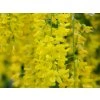 Goldregen (Laburnum Vossii)