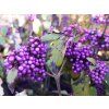 Callicarpa Profusion (2)