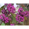 profusion
