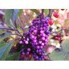 Callicarpa Profusion (1)