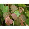Cercidiphyllum japonicum (2)