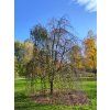 Cercidyphyllum japonicum pendulum