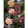 Rose 'Barock®' (Container C2)