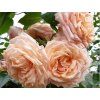 Rose 'Barock®' (Container C2)