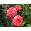 Rose 'Rosanna®' (Sonderverpackung)