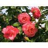 Rose 'Rosanna®' (Sonderverpackung)