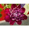 Clematis Birthday Girl