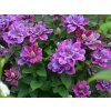 clematis birthday girl 12