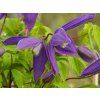 Clematis Pamela Jackman (2)