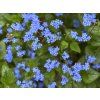 brunnera jack of diamonds apj21 19