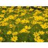 Coreopsis verticillata grandiflora