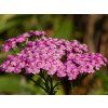 Achillea Pretty Belinda (2)