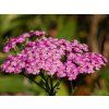Achillea Pretty Belinda (1)