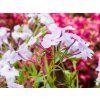 Phlox Opening Act (2)