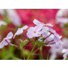 Phlox Opening Act (1)