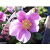 Anemone Praecox (2)