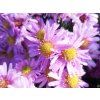 Aster Berryl (1)